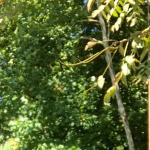 Meet your Posher, Emilee